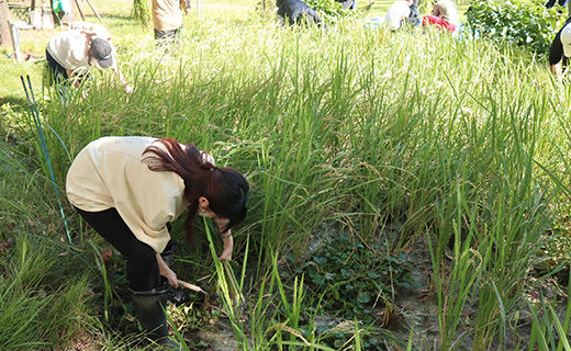 獨協大学　キャンパス内の水田で稲刈り